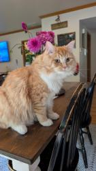 Lost Male Cat last seen Bel Red and 165th Pl NE, Bellevue, WA 98008