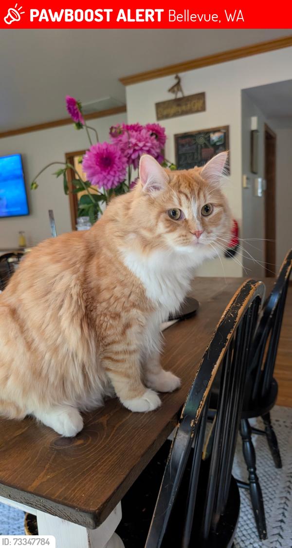 Lost Male Cat last seen Bel Red and 165th Pl NE, Bellevue, WA 98008