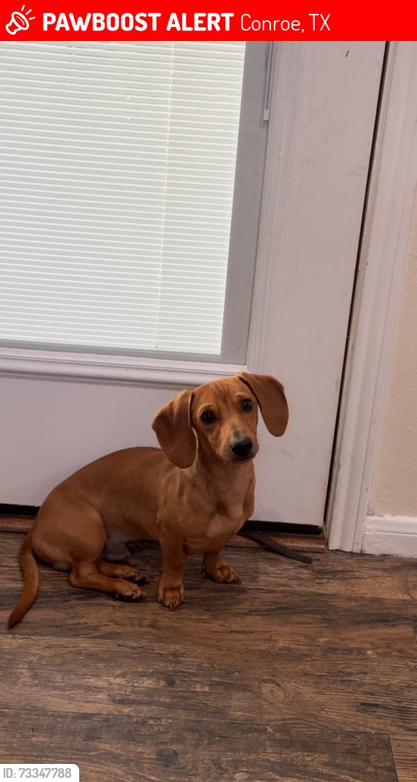 Lost Male Dog last seen s creekmist, harper’s landing dr, Conroe, TX 77385