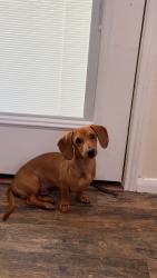Lost Male Dog last seen s creekmist, harper’s landing dr, Conroe, TX 77385