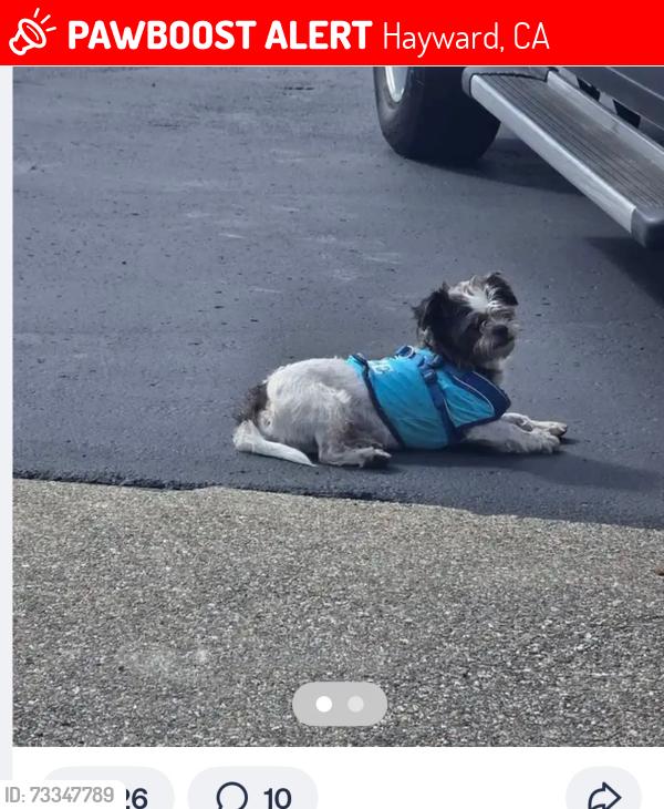 Lost Male Dog last seen CSUEB Parking lot, Hayward, CA 94542