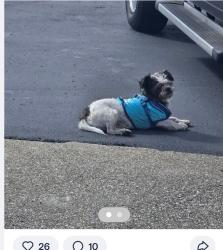 Lost Male Dog last seen CSUEB Parking lot, Hayward, CA 94542