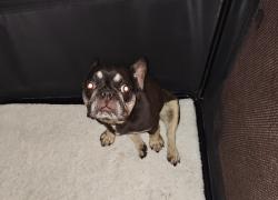 Found/Stray Female Dog last seen Old Statesville rd Huntersville NC, Huntersville, NC 28078