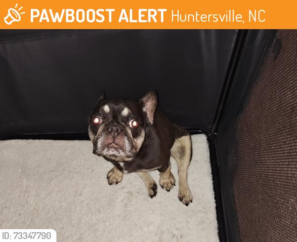 Found/Stray Female Dog last seen Old Statesville rd Huntersville NC, Huntersville, NC 28078