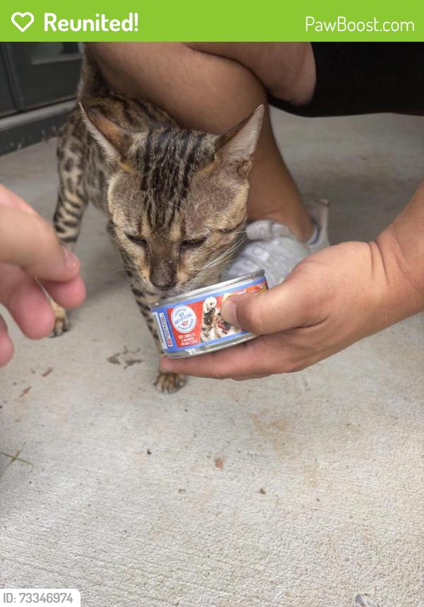 Reunited Male Cat last seen Mockingbird lane, Murfreesboro, TN 37130