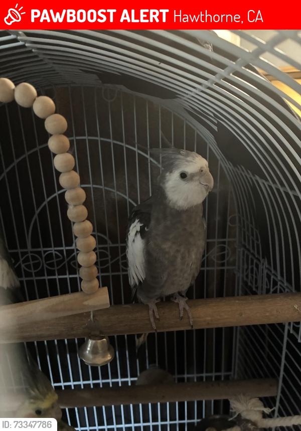 Lost Unknown Bird last seen 118th st, Hawthorne, CA 90250