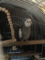 Lost Unknown Bird last seen 118th st, Hawthorne, CA 90250