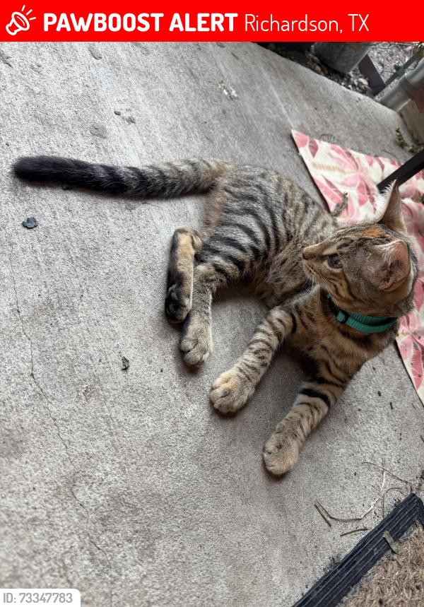 Lost Female Cat last seen Forest grove and pleasant valley, Richardson, TX 75080