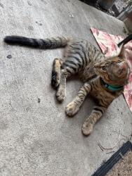 Lost Female Cat last seen Forest grove and pleasant valley, Richardson, TX 75080