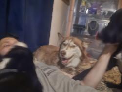Reunited Female Dog last seen Las rosas and 7th street san jacinto, San Jacinto, CA 92583