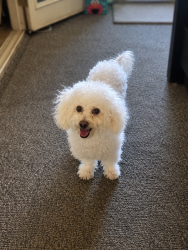 Lost Male Dog last seen Power inn and Elsie, Sacramento, CA 95828