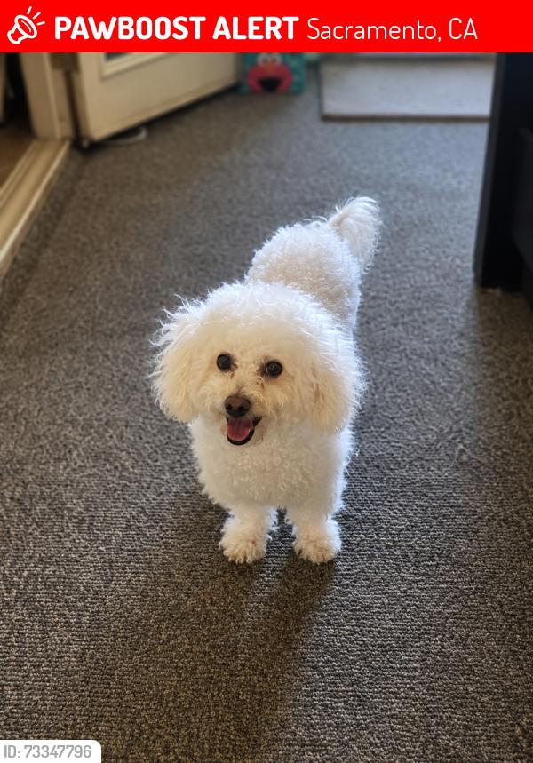Lost Male Dog last seen Power inn and Elsie, Sacramento, CA 95828