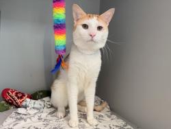 Shelter Stray Male Cat last seen Riverside Drive, NEW YORK, NY, 10040, 326 E 110th St, New York, NY 10029, USA