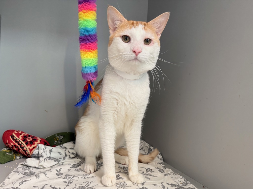Shelter Stray Male Cat last seen Riverside Drive, NEW YORK, NY, 10040, 326 E 110th St, New York, NY 10029, USA