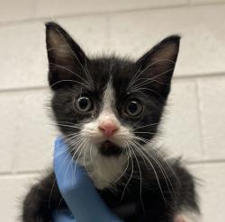 Shelter Stray Male Cat last seen ralston and independence, Arvada, CO, 80004, 580 McIntyre St, Golden, CO 80401, USA