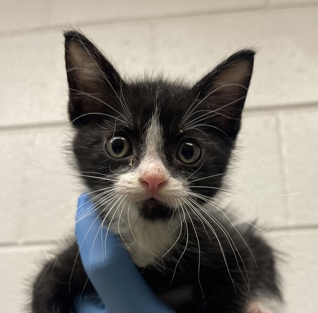 Shelter Stray Male Cat last seen ralston and independence, Arvada, CO, 80004, 580 McIntyre St, Golden, CO 80401, USA