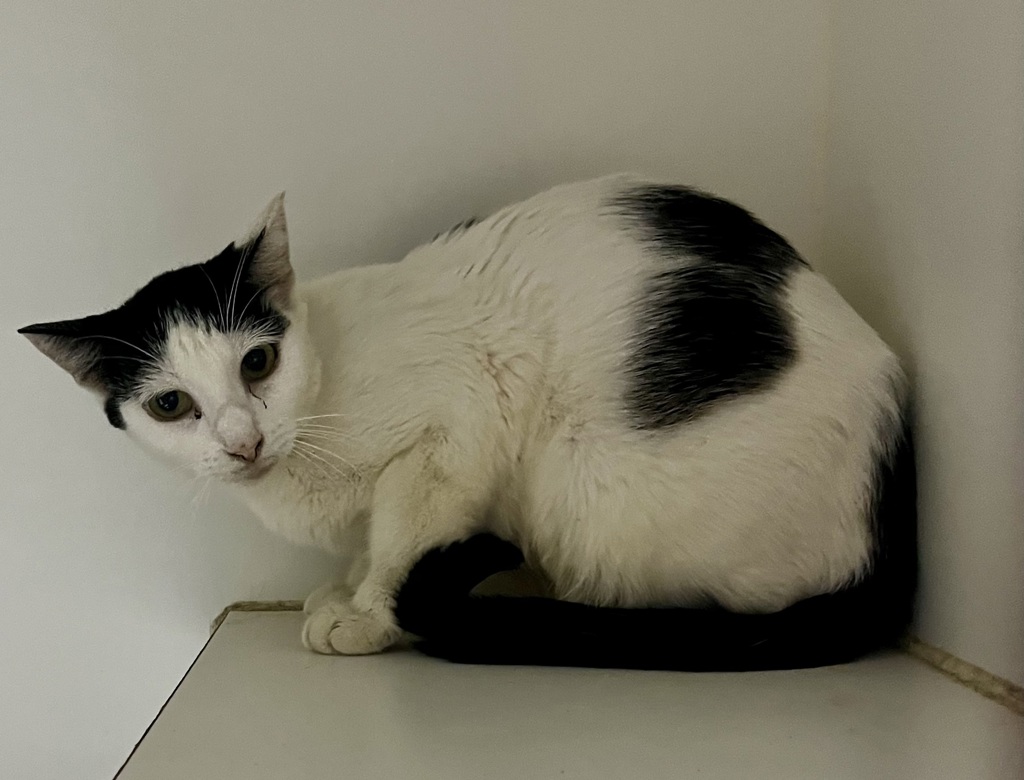 Shelter Stray Female Cat last seen Near Hollister Street, San Diego, CA, 92154, 5500 Gaines St, San Diego, CA 92110, USA