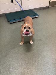 Shelter Stray Female Dog last seen Ridgerun Court, Chesterfield, VA, 23832, 9300 Public Works Rd, Chesterfield, VA 23832, USA