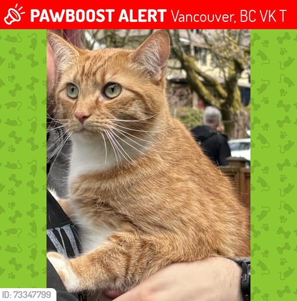 Lost Unknown Cat last seen Trafalgar and 6th, Vancouver, BC V6K 3T5