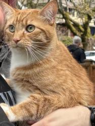 Lost Unknown Cat last seen Trafalgar and 6th, Vancouver, BC V6K 3T5