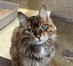 Shelter Stray Female Cat last seen 148th / Marine Drive, PORTLAND, OR, 97220, 1700 W Historic Columbia River Hwy, Troutdale, OR 97060, USA
