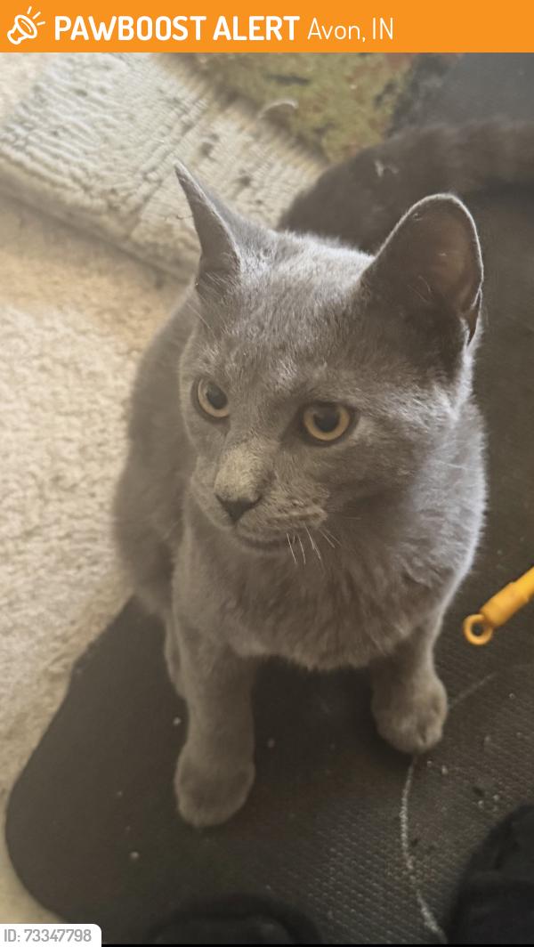 Found/Stray Unknown Cat last seen Avon Avenue and 100S, Avon, IN 46123