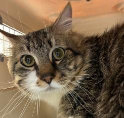 Shelter Stray Male Cat last seen SE 72, PORTLAND, OR, 97206, 1700 W Historic Columbia River Hwy, Troutdale, OR 97060, USA