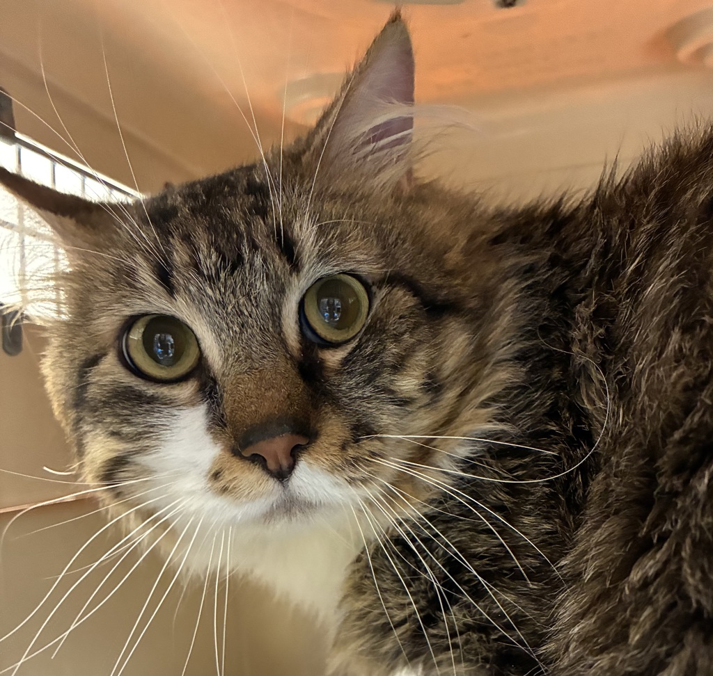Shelter Stray Male Cat last seen SE 72, PORTLAND, OR, 97206, 1700 W Historic Columbia River Hwy, Troutdale, OR 97060, USA
