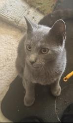 Found/Stray Unknown Cat last seen Avon Avenue and 100S, Avon, IN 46123