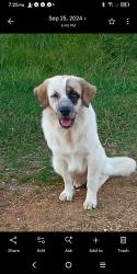 Lost Male Dog last seen turnpike obion river bottom's, Rives, TN 38253