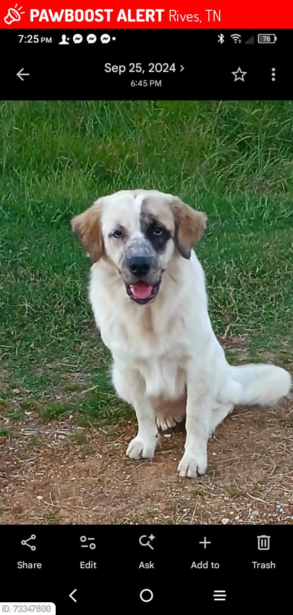 Lost Male Dog last seen turnpike obion river bottom's, Rives, TN 38253