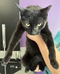 Shelter Stray Male Cat last seen Near E Lorraine Avenue, MILLCREEK, UT, 84106, 511 W 3900 S, Salt Lake City, UT 84123, USA