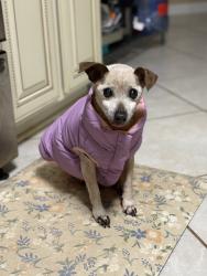 Reunited Female Dog last seen Rusticwood, Fort Worth, TX 76140