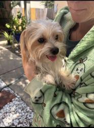 Reunited Male Dog last seen Muley Ln, Cypress, TX 77433