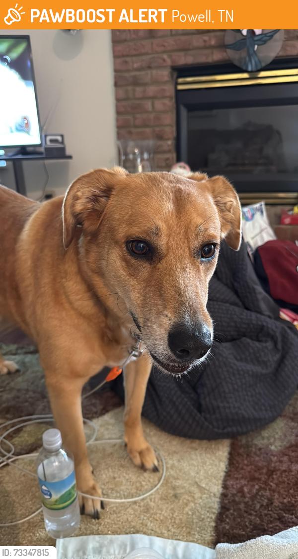 Found/Stray Unknown Dog last seen Powell High School, Powell, TN 37849