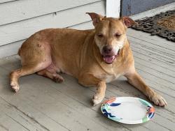 Found/Stray Male Dog last seen Between Houston and Front, on S Bois DArc, Tyler, TX 75702