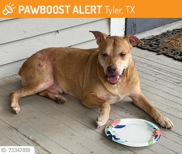 Found/Stray Male Dog last seen Between Houston and Front, on S Bois DArc, Tyler, TX 75702