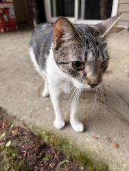 Found/Stray Female Cat last seen Bellwether apmts, Olympia, WA 98506