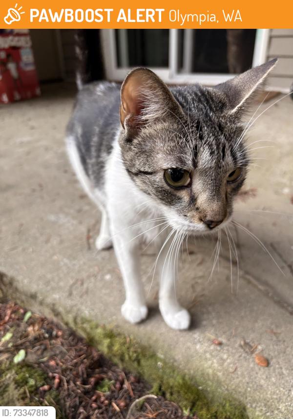 Found/Stray Female Cat last seen Bellwether apmts, Olympia, WA 98506