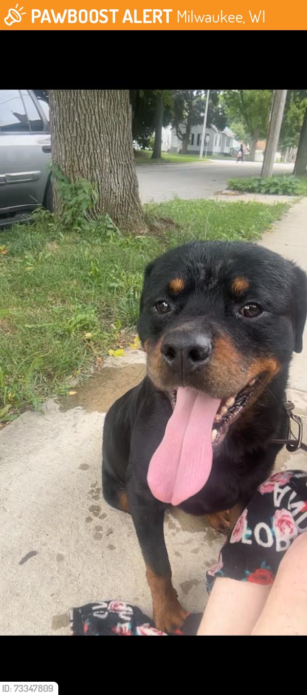 Found/Stray Male Dog last seen 40th and Vienna, Milwaukee, WI 53216