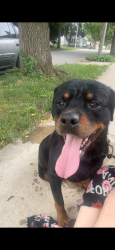 Found/Stray Male Dog last seen 40th and Vienna, Milwaukee, WI 53216