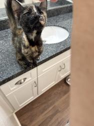 Found/Stray Female Cat last seen The Boulders appartments, Walnut Creek, CA 94597
