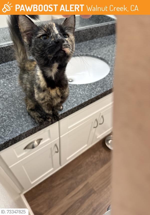 Found/Stray Female Cat last seen The Boulders appartments, Walnut Creek, CA 94597
