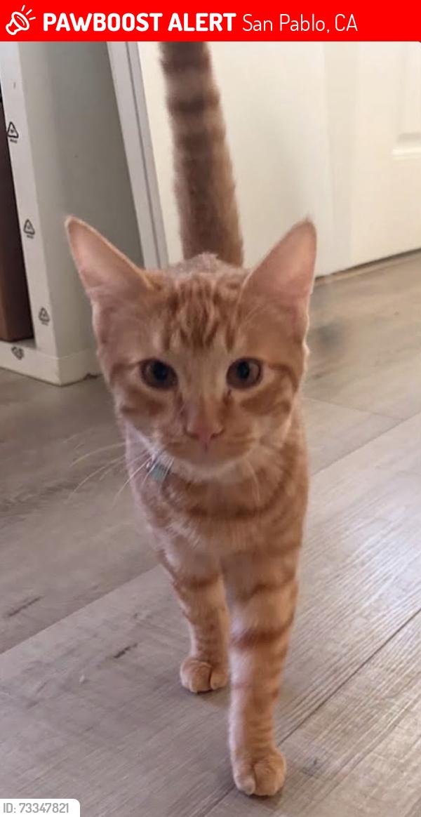 Lost Male Cat last seen 17th St and Rd 20, San Pablo, CA 94806
