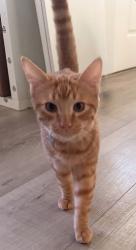 Lost Male Cat last seen 17th St and Rd 20, San Pablo, CA 94806