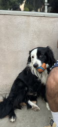 Reunited Male Dog last seen pope ave and walnut, Lynwood, CA 90262