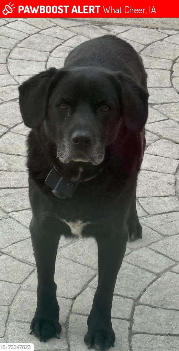 Lost Male Dog last seen 195th St., What Cheer, IA 50268