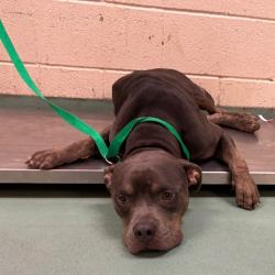 Shelter Stray Male Dog last seen , 2350 Appling City Cove, Memphis, TN 38133, USA