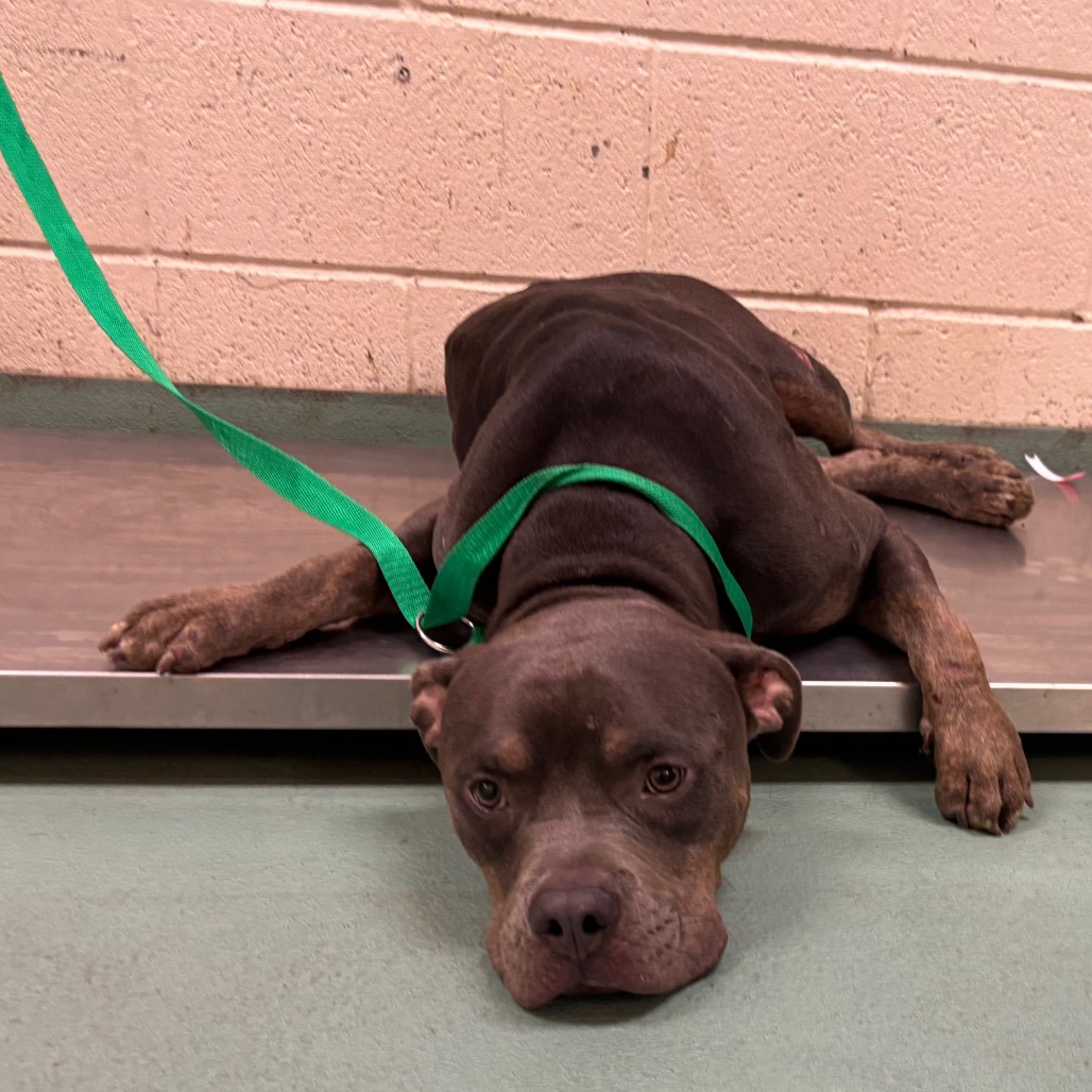 Shelter Stray Male Dog last seen , 2350 Appling City Cove, Memphis, TN 38133, USA