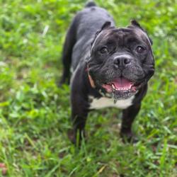 Shelter Stray Female Dog last seen , 8020 Washington St, Port Richey, FL 34668, USA